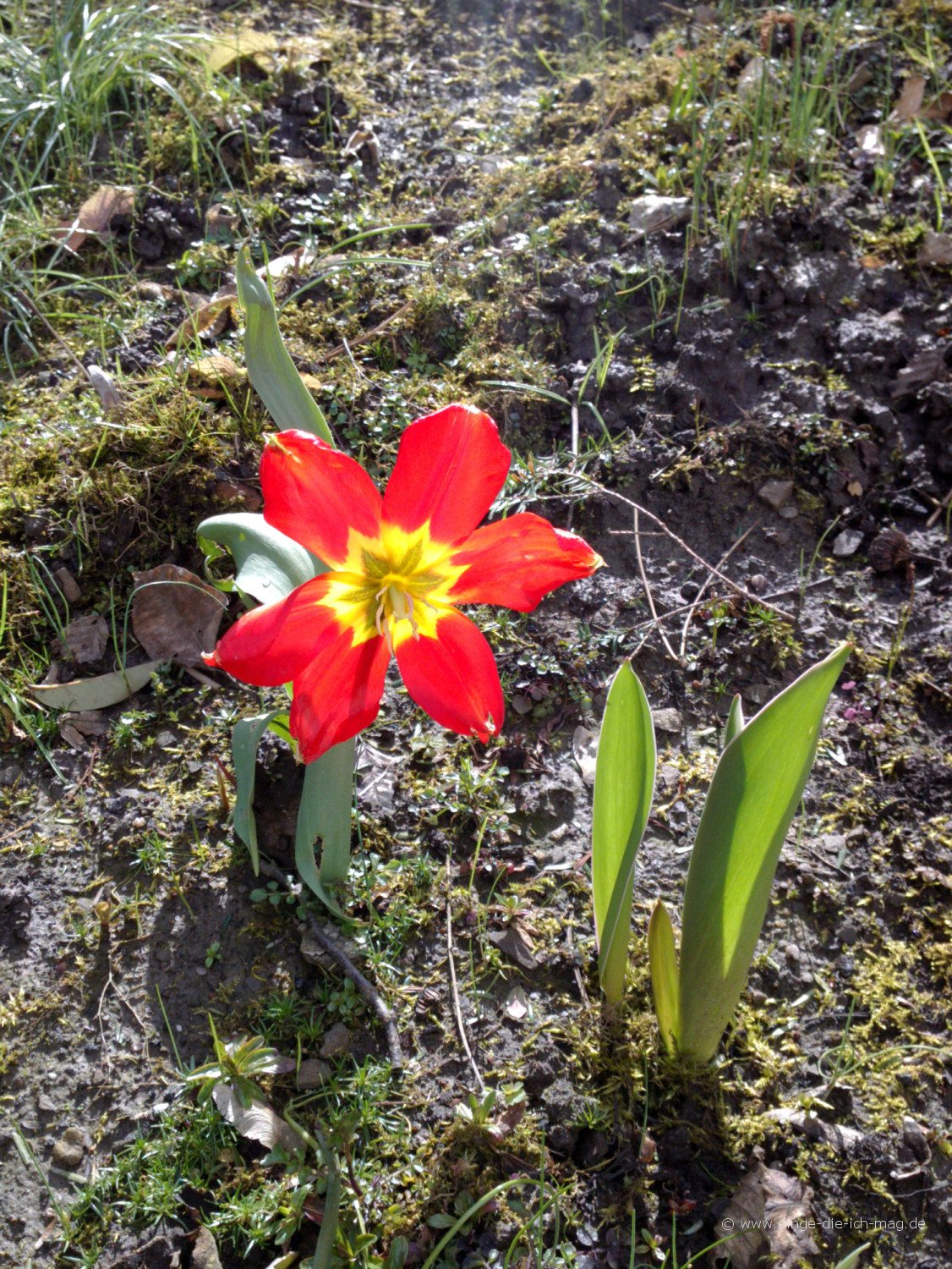 Die erste Tulpe, in der Mittagssonne voll geöffnet.