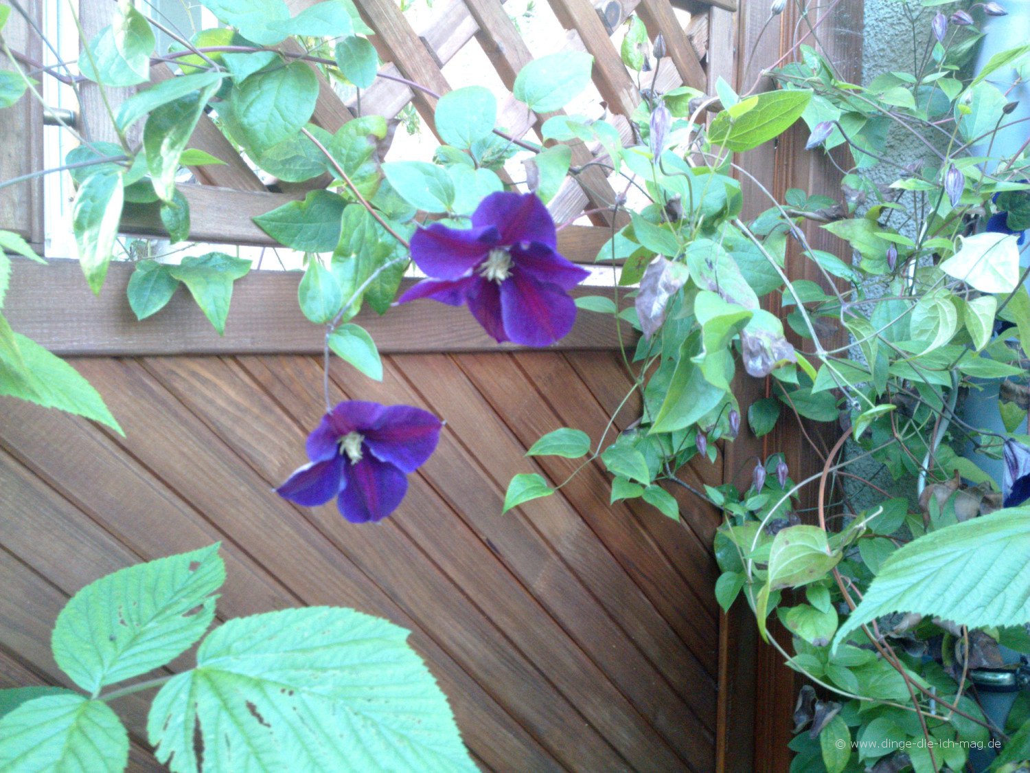 clematis