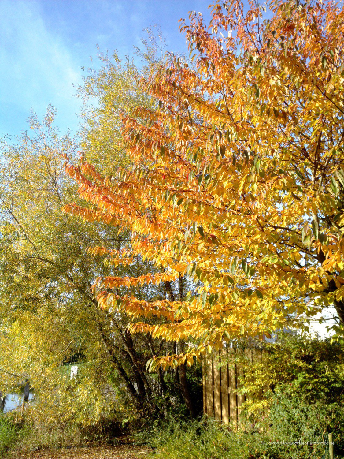 Goldener Oktober in Holland.